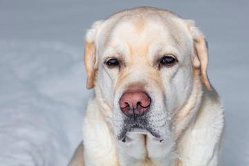 Close up of a yellow labrador retriever in Finland. There is snow on the muzzle
