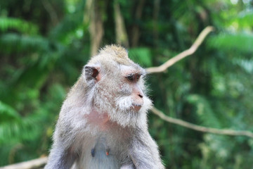 Monkey Bali