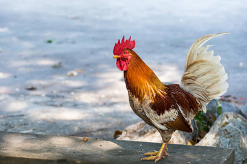 Closeup beautiful chicken on blurred cement floor textured background with copy space.Bangkok, Thailand.