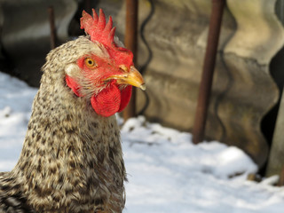 Speckled hen in the chicken coop close up. Poultry concept, chicken on winter farm