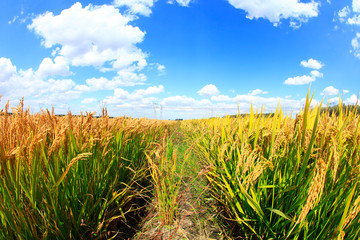 Mature rice in rice field,