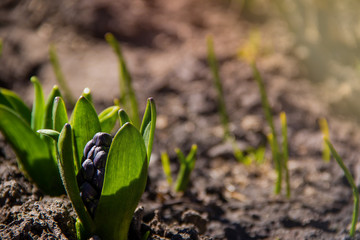 Sprouted hyacinth in early spring garden under warm sunlight