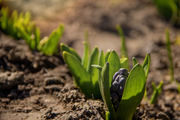Large collection of Blue Hyacinth plants that sprouted out of the cold ground