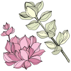 Vector Succulent floral botanical flower. Engraved ink art. Isolated succulents illustration element.