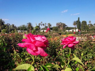 Fototapeta na wymiar La Rosa del Jardín