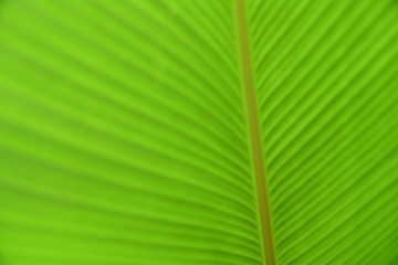 Blurred photo of green banana leaf. Banana leaf texture and background. Nature background.