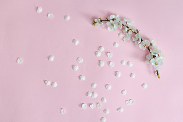 Spring background. Branch of apricot and fallen petals on a pink background. Sakura branch. Close-up. Flat lay © somemeans