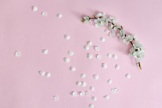 Spring background. Branch of apricot and fallen petals on a pink background. Sakura branch. Close-up. Flat lay