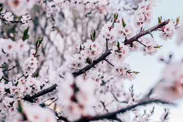 Spring cherry blossom