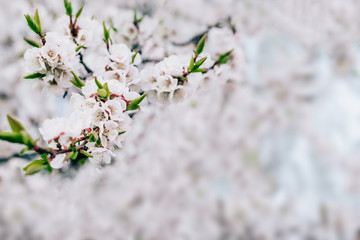 Spring cherry blossom copy space pastel toned