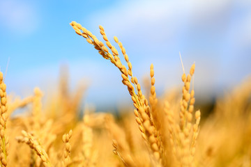 Mature rice in rice field,