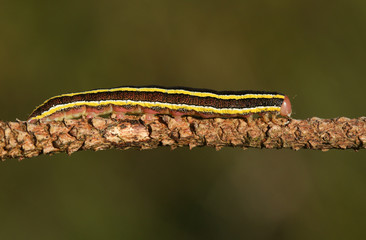 A pretty Broom moth caterpillar (Ceramica pisi) perched on a twig.