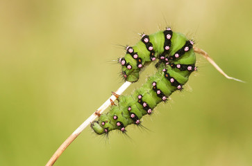 An Emperor moth Caterpillar (Saturnia pavonia) walking down a grass stem.