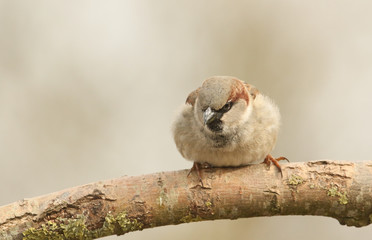A male House Sparrow (Passer domesticus) perched on a branch.