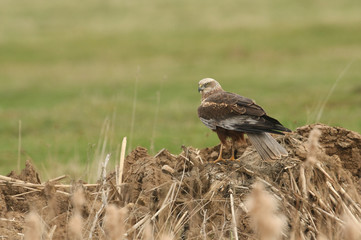 A stunning Marsh Harrier (Circus aeruginosus) perched on a soil mound on the ground.