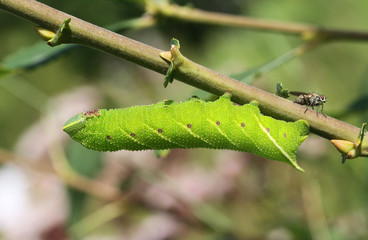 An pretty Eyed Hawk-moth Caterpillar (Smerinthus ocellata) feeding on willow leaves.