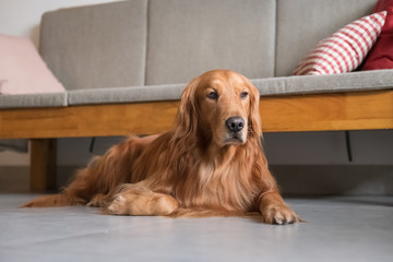 Golden Retriever Dog lying on the ground