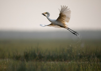 Flying with catch-Great egret (Ardea alba)