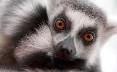 Close up portrait of ring-tailed lemur © michaklootwijk