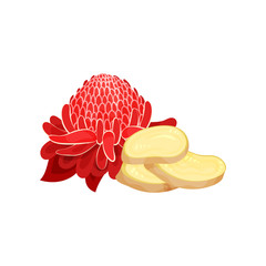 Red ginger flower and three slices of root. Natural and healthy product. Cooking ingredient. Flat vector icon