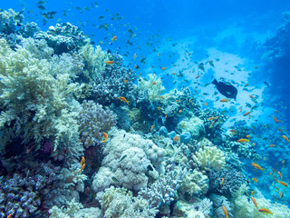 Fototapeta na wymiar Colorful coral reef at the bottom of tropical sea, underwater landscape.