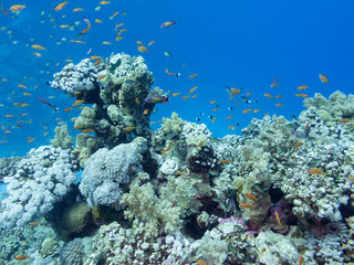 Naklejka na ściany i meble Colorful coral reef at the bottom of tropical sea, underwater landscape.