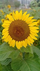 Obraz premium Sunflower volume 233555