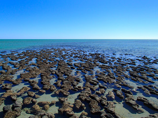Stromatolites