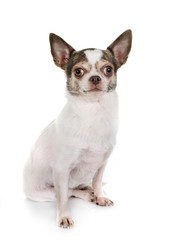 Obraz premium chihuahua in studio