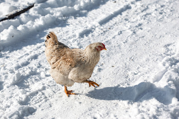 The chicken runs in the snow