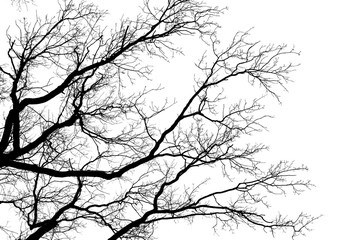 Fototapeta na wymiar Tree leafless branches, black silhouette of old oak tree crown on white clear sky background, bare tree branches texture