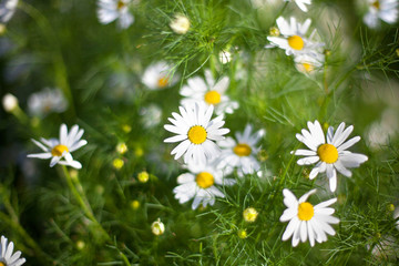 Obraz premium Many bright little daisy white flowers on green grass blurred background on field on sunny day close up