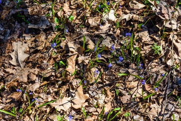 Blue scilla flowers in the forest on spring
