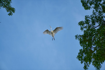 Pelican in Flight (Explored)