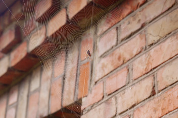 A spider on a web near the house