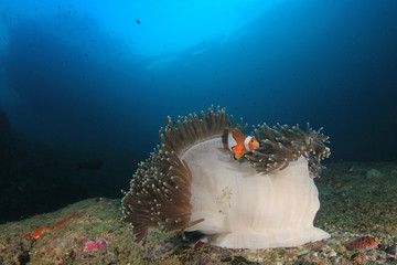 Fototapeta na wymiar Clownfish Anemone fish 