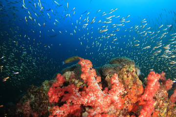 Naklejka na ściany i meble Coral reef and fish in ocean 