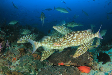 Obraz na płótnie Canvas Coral reef and fish in ocean 