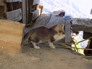 best images for graphic designers (jpg converter.no edit)