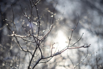 Fototapeta na wymiar branches covered with snow and ice on blur background and sunflare
