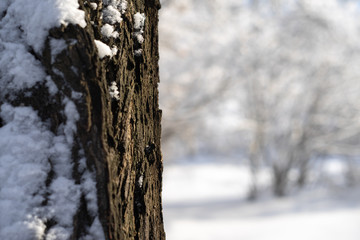 tree bark covered with snow on blur background