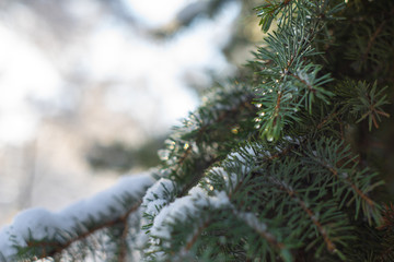 Green fir-tree branch covered with heavy snow with blur background