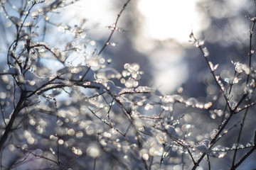 Obraz premium branches covered with snow and ice on blur background and sunflare