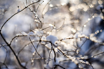 Fototapeta na wymiar branches covered with snow and ice on blur background and sunflare