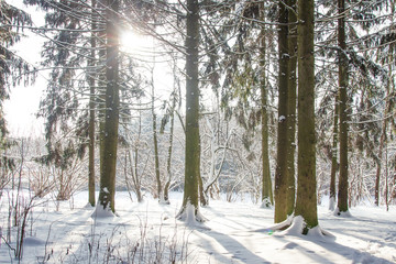 Winter forest in afternoon with bright sunlight
