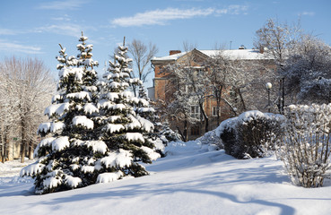 Green fir-tree covered with heavy snow in park on building background