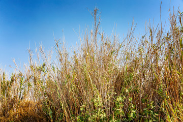 Fototapeta premium Dry dried tall grass against the blue cloudless sky