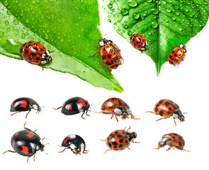 ladybirds  beetle - red and black variety isolated on white - collection.
