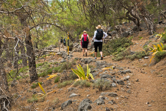 Trekking through pine tree forest  along coastline on e4 trail between Loutro and Agia Roumeli at south-west od Crete island, Greece