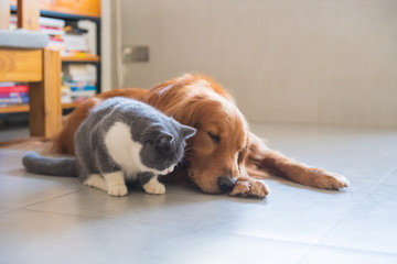 Golden Retriever dog and British short-haired cat